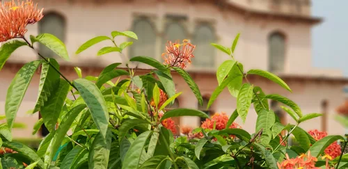 Photo from Bangladesh