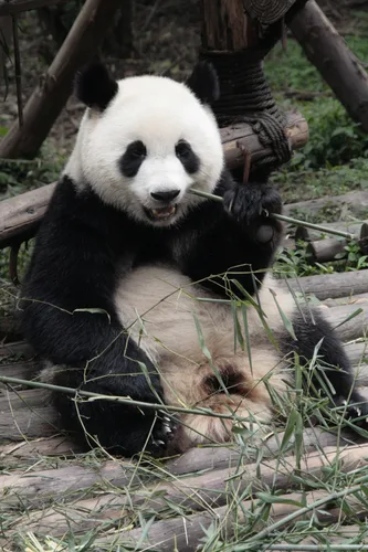 Photo from China
