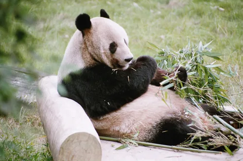 Photo from China