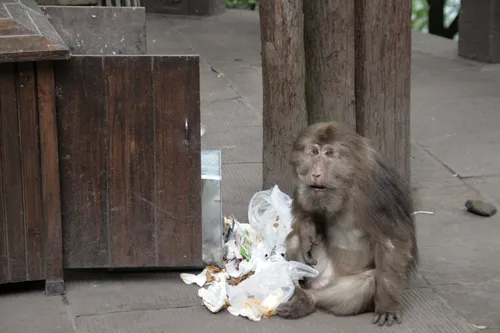 Photo from China