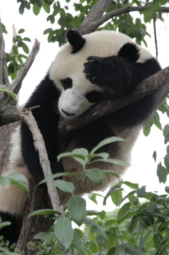 Photo from China