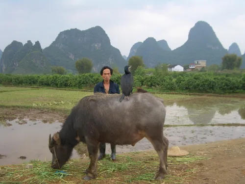 Photo from China