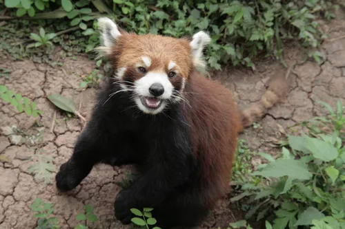 Photo from China