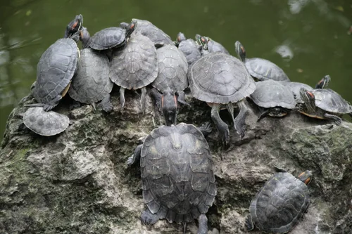 Photo from China