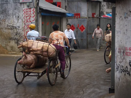Photo from China