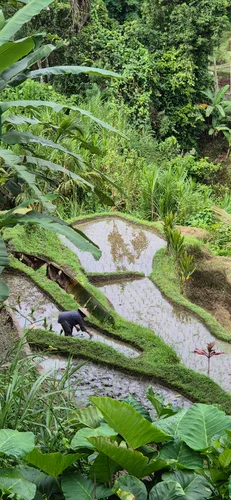 Photo from Indonesia