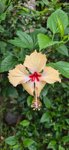 Photo from Indonesia