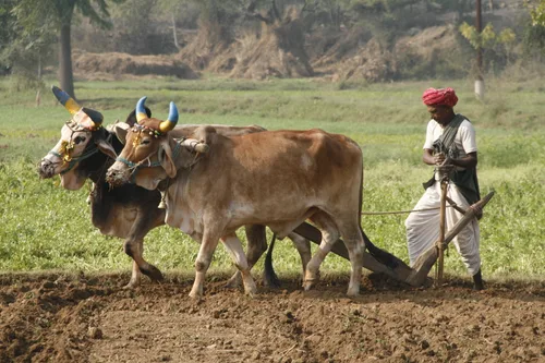 Photo from India