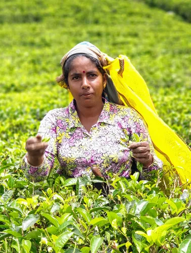 Photo from Sri Lanka