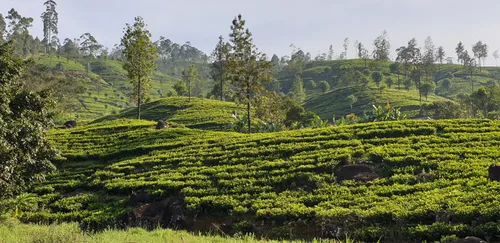Photo from Sri Lanka