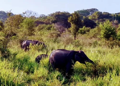 Photo from Sri Lanka