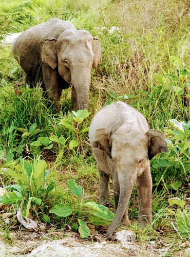 Photo from Sri Lanka