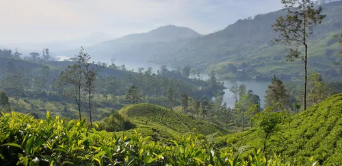 Photo from Sri Lanka