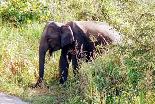 Photo from Sri Lanka