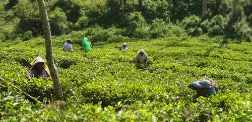 Photo from Sri Lanka