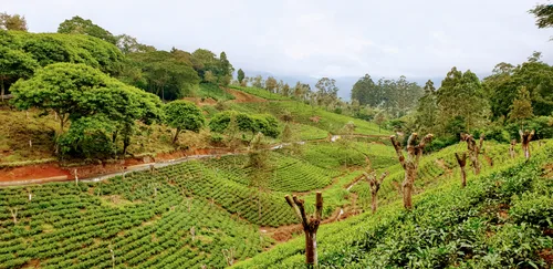 Photo from Sri Lanka