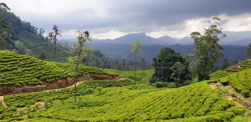 Photo from Sri Lanka