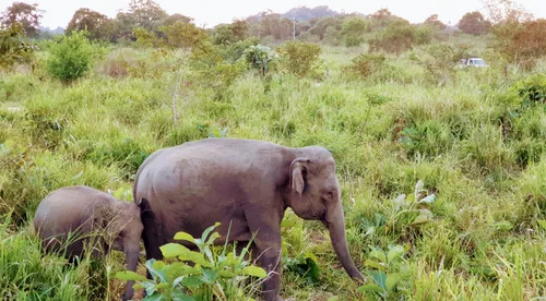 Photo from Sri Lanka