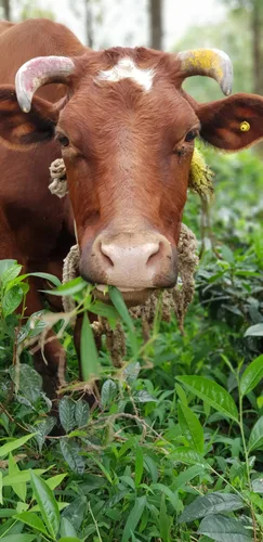 Photo from Sri Lanka