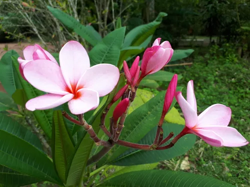 Photo from Sri Lanka