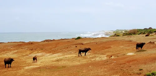 Photo from Sri Lanka
