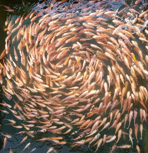 Photo from Sri Lanka