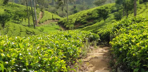 Photo from Sri Lanka
