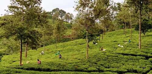Photo from Sri Lanka