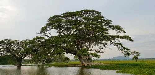 Photo from Sri Lanka
