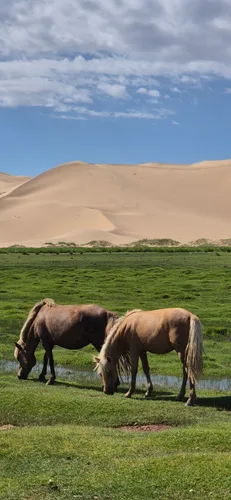 Photo from Mongolia