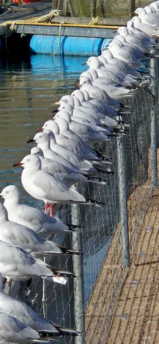 Photo from New Zealand
