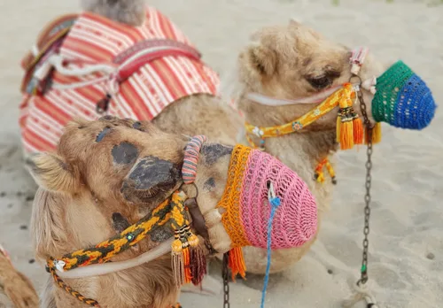 Photo from Oman