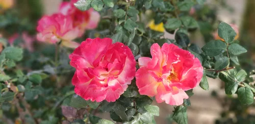 Photo from Oman