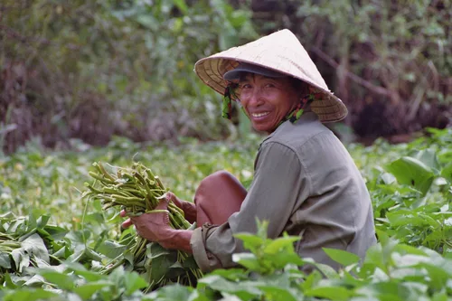 Photo from Vietnam