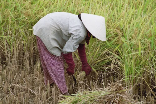 Photo from Vietnam