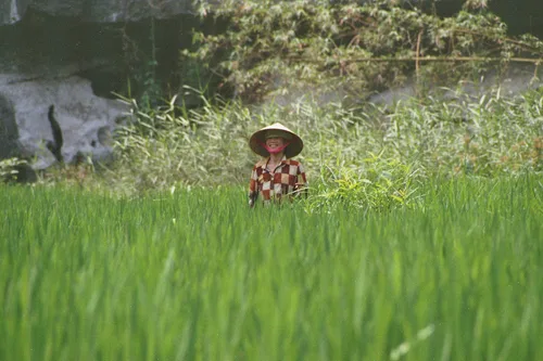 Photo from Vietnam