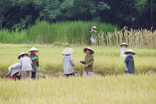 Photo from Vietnam