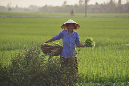 Photo from Vietnam