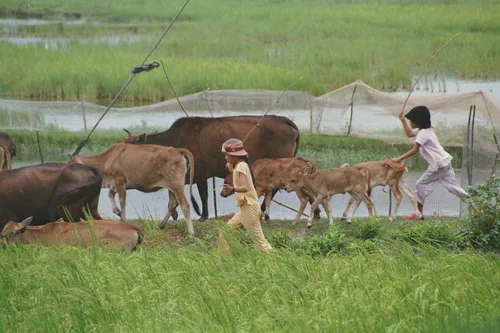 Photo from Vietnam