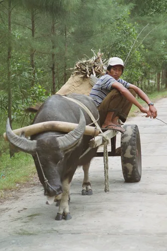 Photo from Vietnam