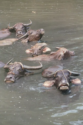 Photo from Vietnam