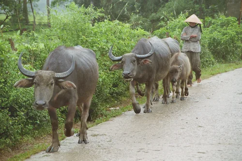 Photo from Vietnam