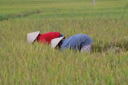 Photo from Vietnam