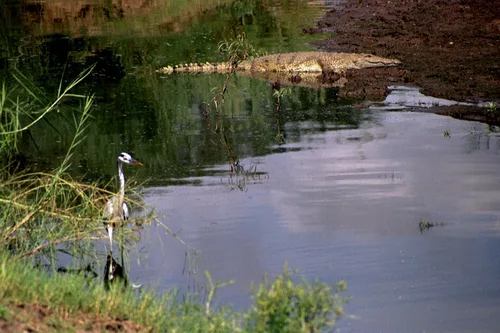 Photo from South Africa