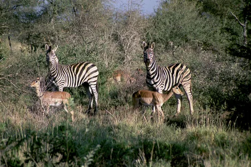 Photo from South Africa