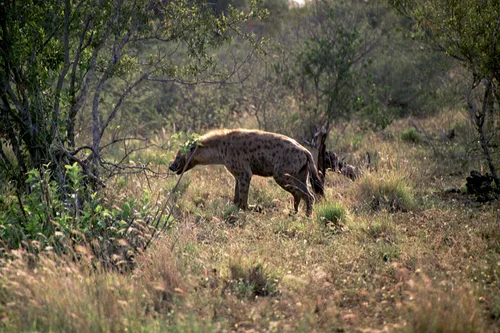 Photo from South Africa