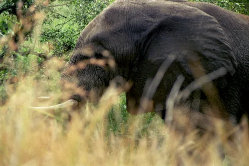 Photo from South Africa