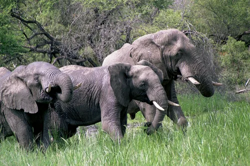 Photo from South Africa