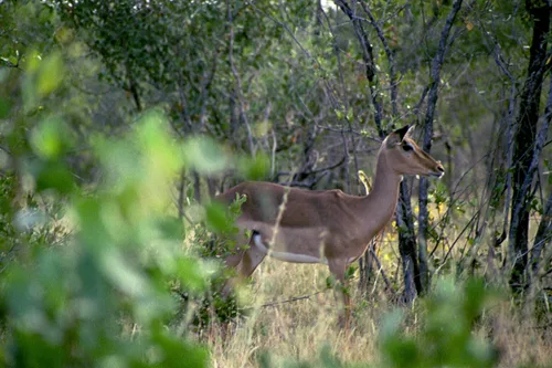 Photo from South Africa
