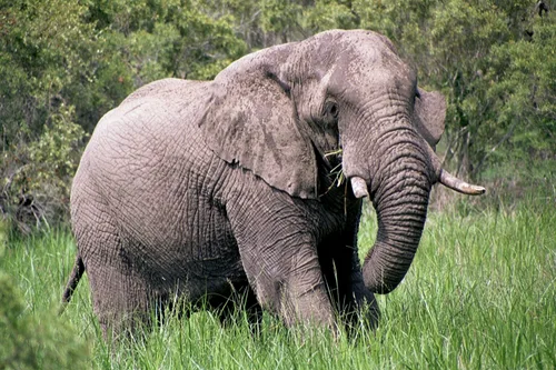 Photo from South Africa